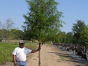 BALD CYPRESS